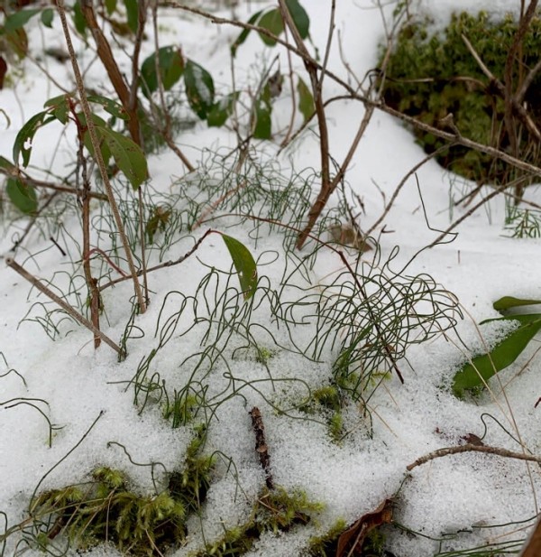 Scouting for Summer: Evergreen Wetland Herbs