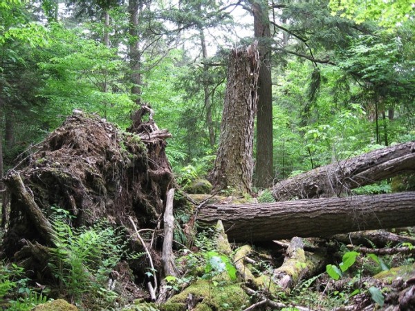 Eastern Old-Growth Forests in an Era of Change