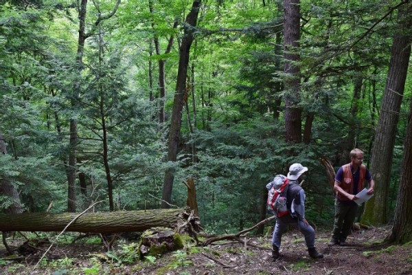 Eastern Old-Growth Forests in an Era of Change