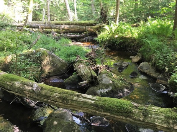 Eastern Old-Growth Forests in an Era of Change