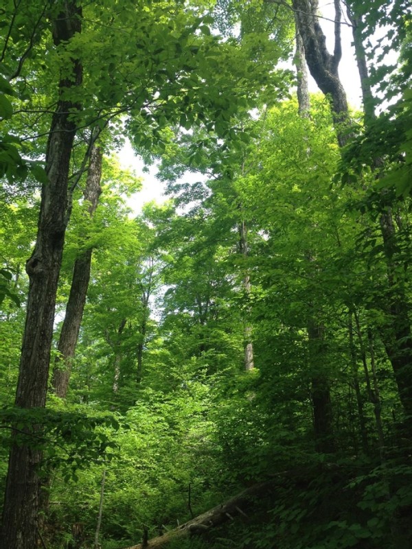 Eastern Old-Growth Forests in an Era of Change