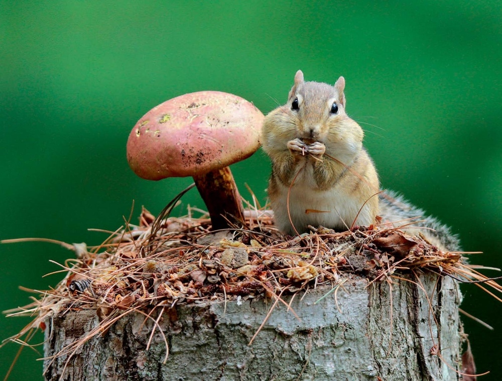 How Fungi Return to Disturbed Forest