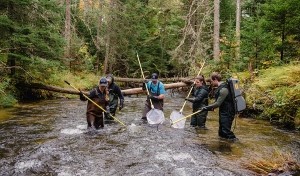 Electrofishing Supports Fisheries Research and Management thumbnail