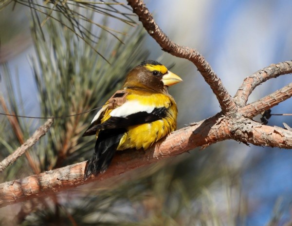 The Quest to Save the Fastest-Declining Landbird in North America