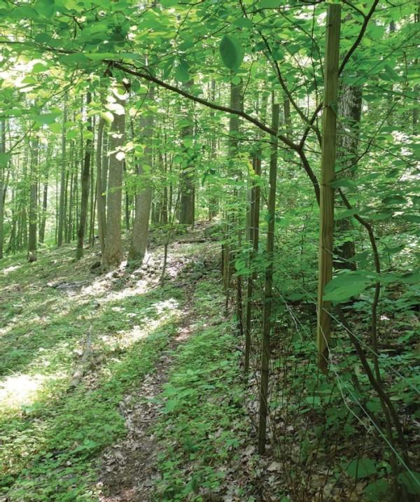 Effects of Deer on Forest Ecosystems