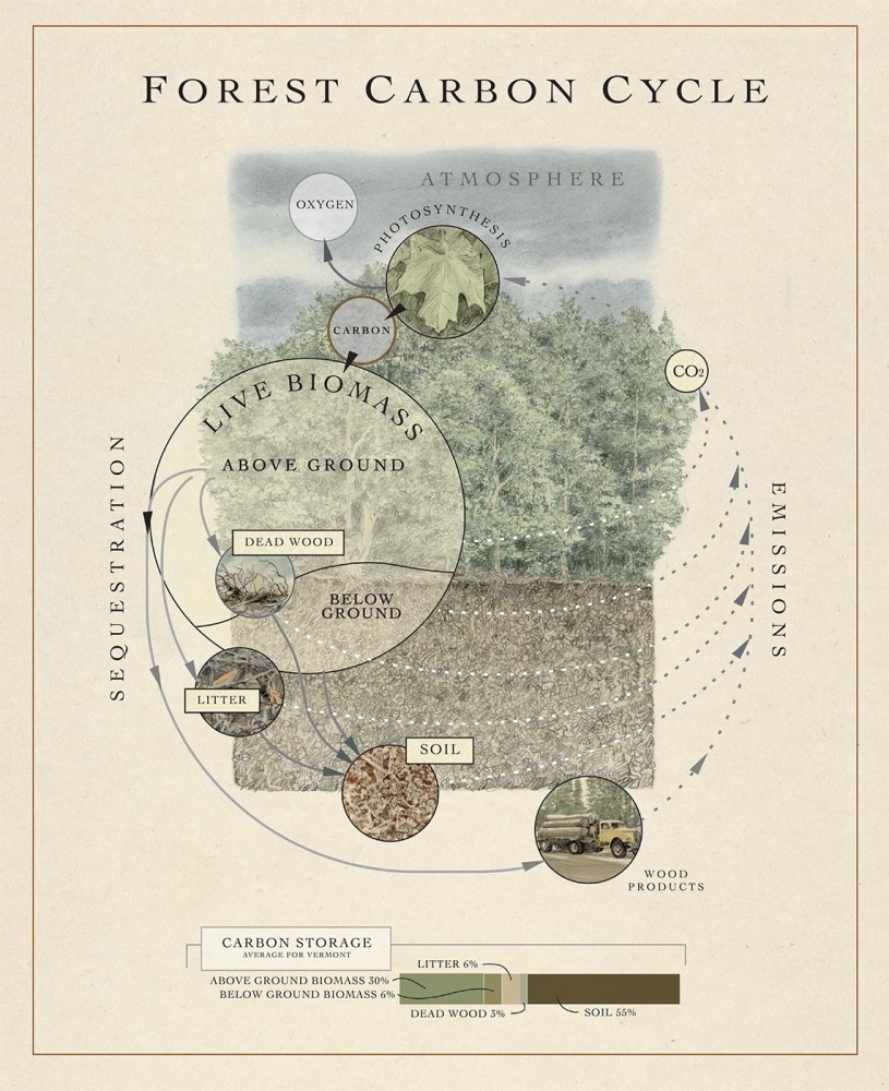 An Introduction to Forest Carbon