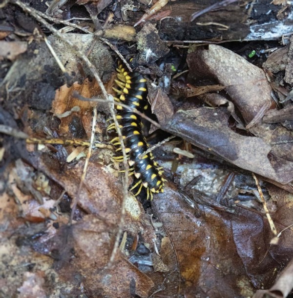 Understanding Forest Soil Carbon