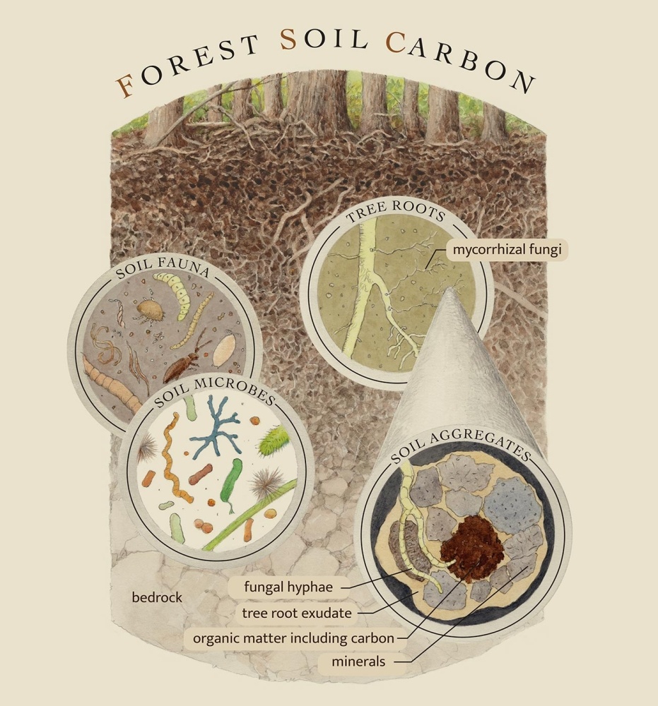 Understanding Forest Soil Carbon