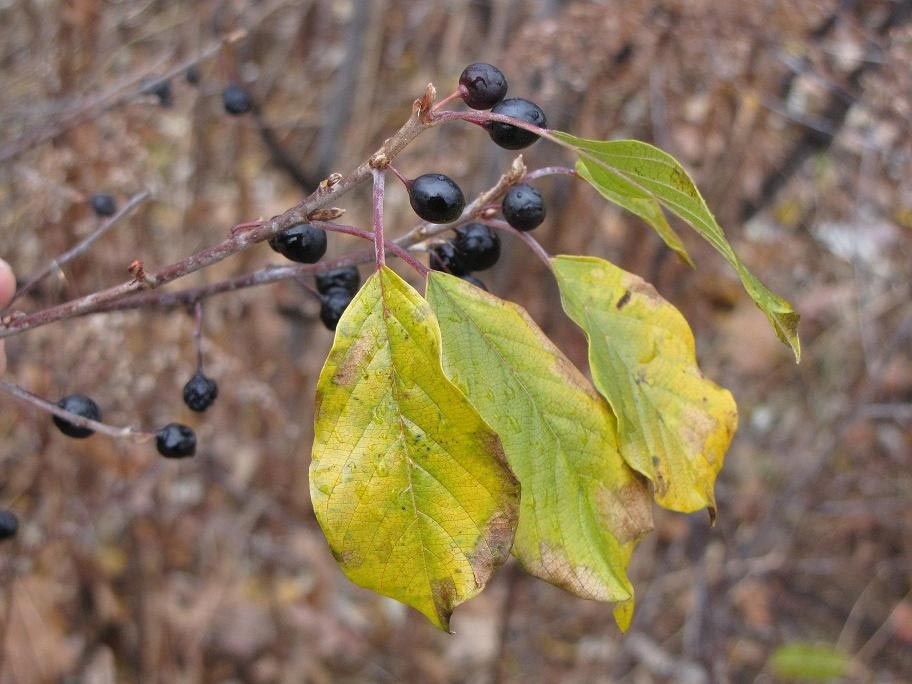 Landowner Preferences and Motivations for Controlling Invasive Plants