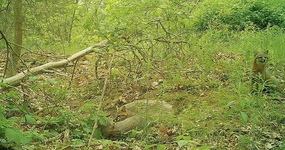 A Rare Glimpse into a Gray Fox Den