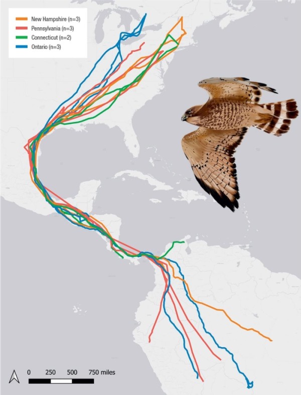 There and Back Again: Tracking Broad-Winged Hawk Migration