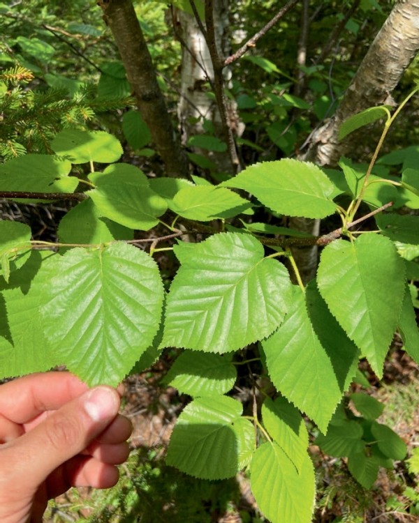 Heartleaf: The Other Paper Birch