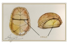 Closing Time: How (Some) Turtles Shut Their Shells thumbnail