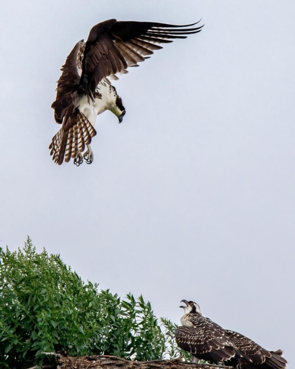 Osprey Objective: An Empty Nest