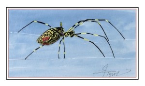 The Not So Itsy-Bitsy Joro Spider thumbnail