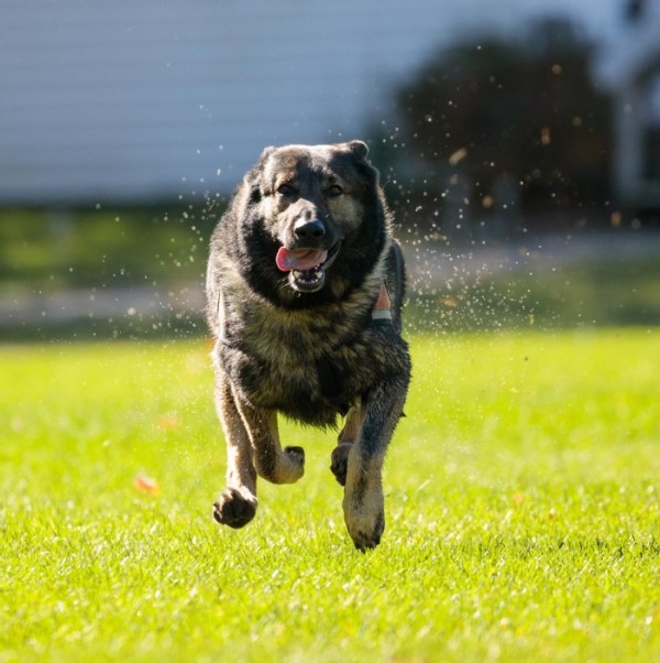 New England K-9 Search and Rescue