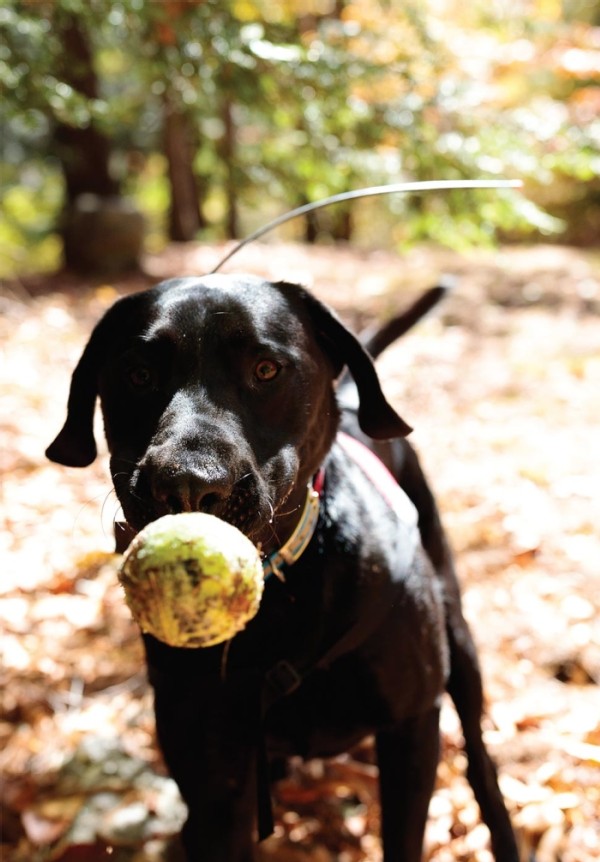 New England K-9 Search and Rescue