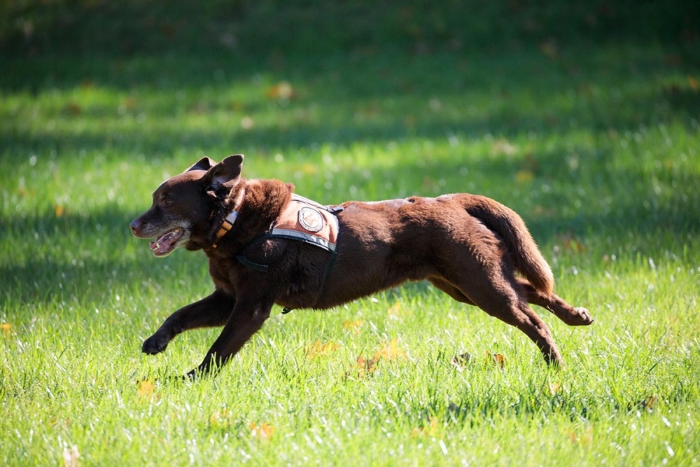 New England K-9 Search and Rescue