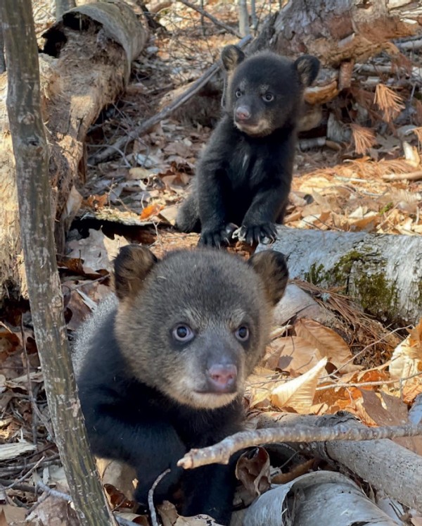 Bear Necessities: A Second Chance for Orphaned Cubs