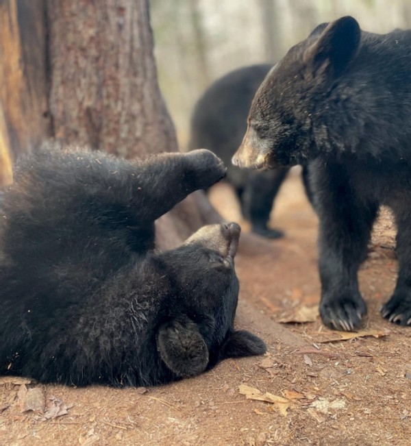 Bear Necessities: A Second Chance for Orphaned Cubs