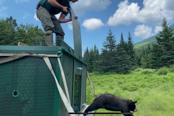 Bear Necessities: A Second Chance for Orphaned Cubs