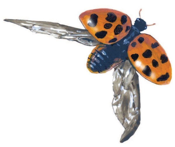 Spotting Lady Beetles for Science