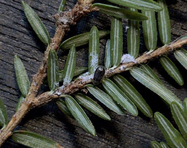 The Battle to Save Hemlock