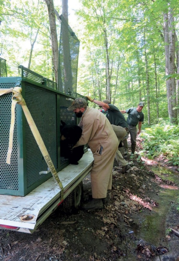 Bear Necessities: A Second Chance for Orphaned Cubs