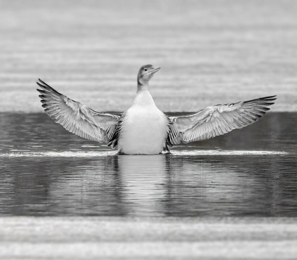 Loon Rescues on Ice