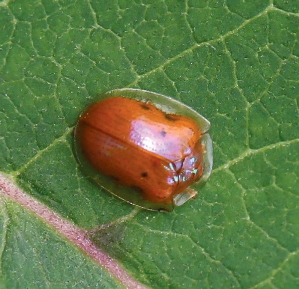 A Fecal Shield