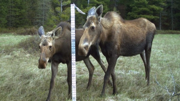 Research on the Adirondack Moose Population