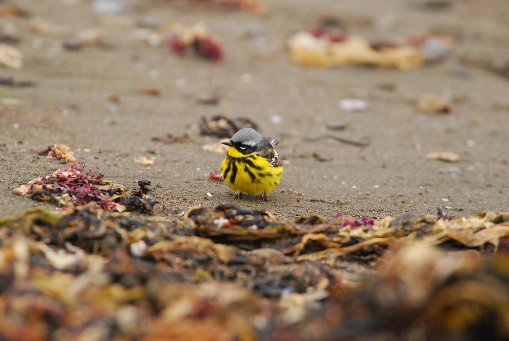 Birds on a Beach