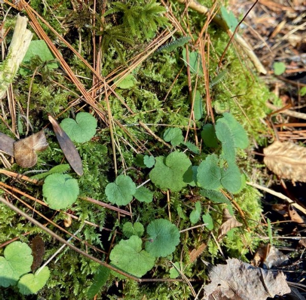 Scouting for Summer: Evergreen Wetland Herbs