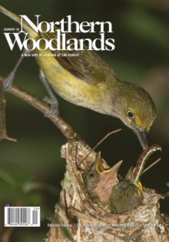 Cover of Northern Woodlands Summer 2020 Issue