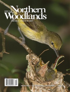 Photo by Doug Tallamy Summer 2020 cover  by Northern Woodlands