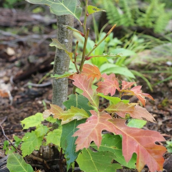 Improving a Degraded Forest