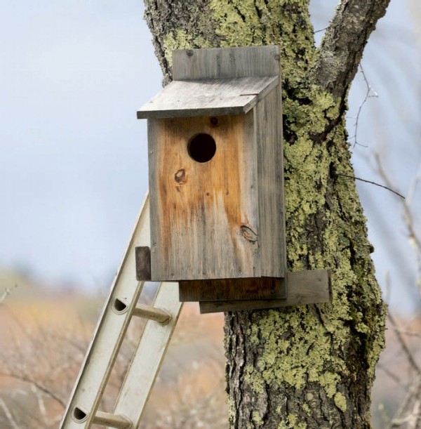 How to Make an Owl Box