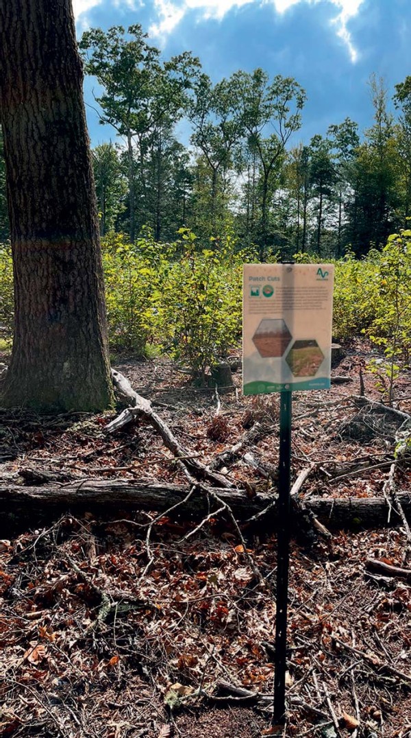 Planting for the Future at Hoffman Evergreen Reserve