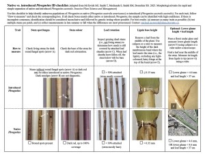 Native vs. Introduced Phragmites ID Checklist thumbnail