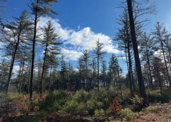 A Family Woodlot Takes Shape