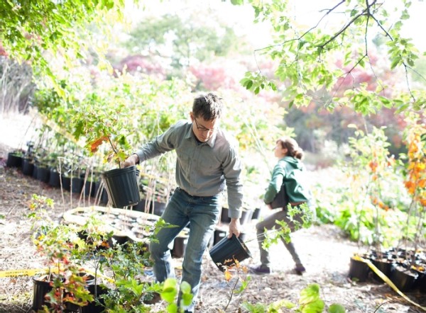 In the City, a Million Trees Take Root