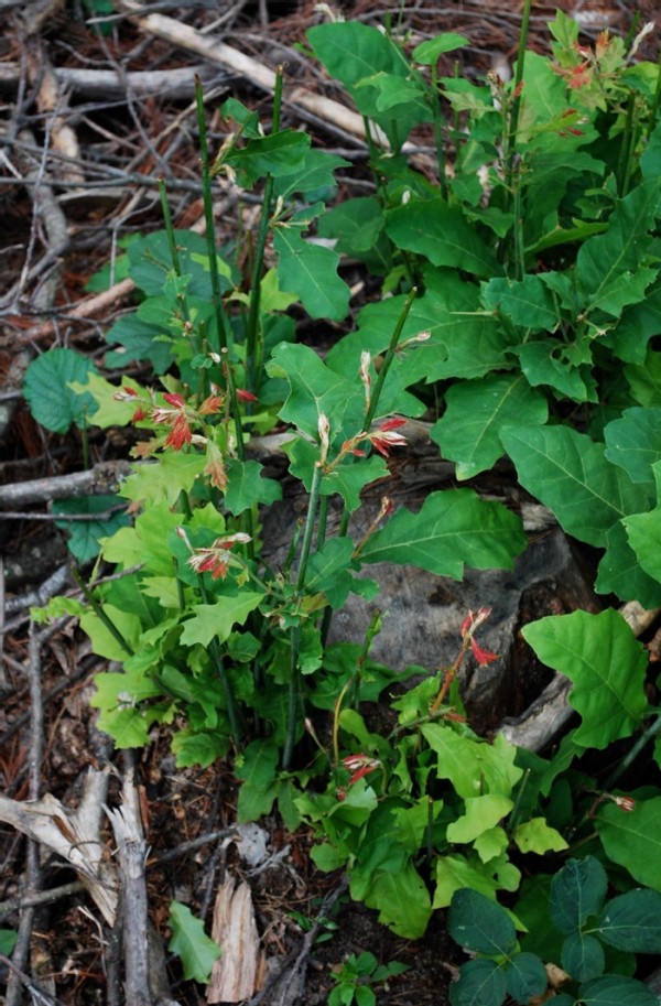 Effects of Deer on Forest Ecosystems