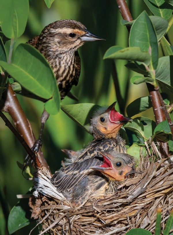 Young Bird Development and Parental Care: Evolutionary Tradeoffs