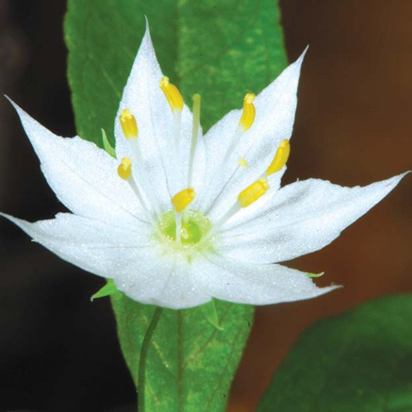 Restoring Wildflowers to the Woods