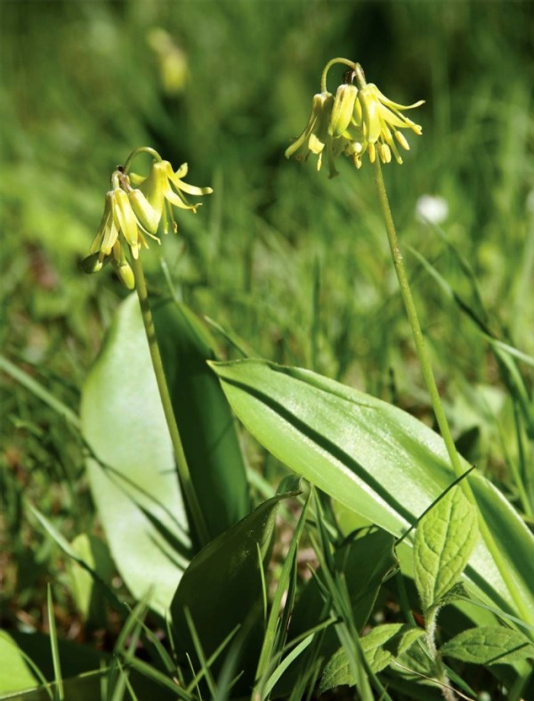 Restoring Wildflowers to the Woods