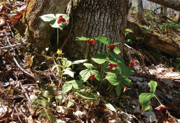 Restoring Wildflowers to the Woods