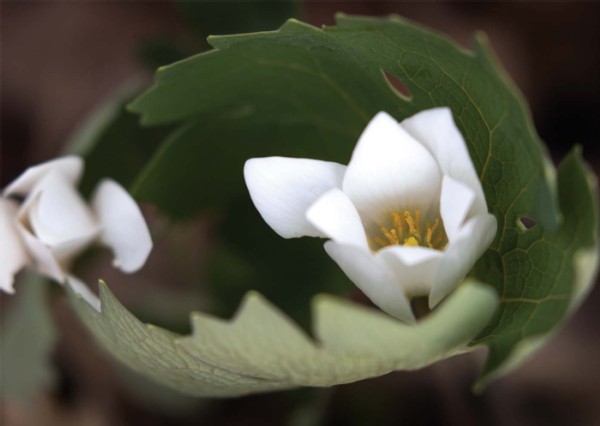 Restoring Wildflowers to the Woods