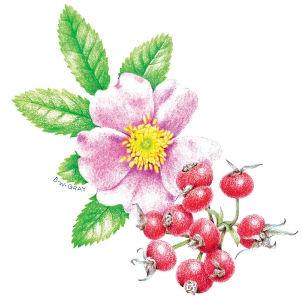 Gather Ye Rose Hips