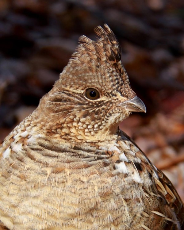 Poplar and Grouse