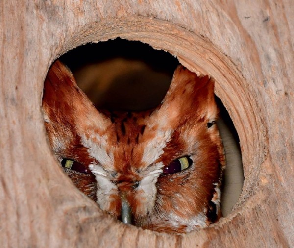 How to Make an Owl Box